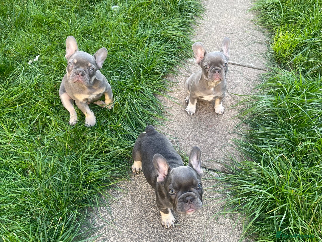 French Bulldog dogs for sale: KC registered french bulldogs  - Image 17