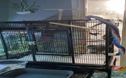 Parrots birds for sale: alexandrine parrot  - Advert 3