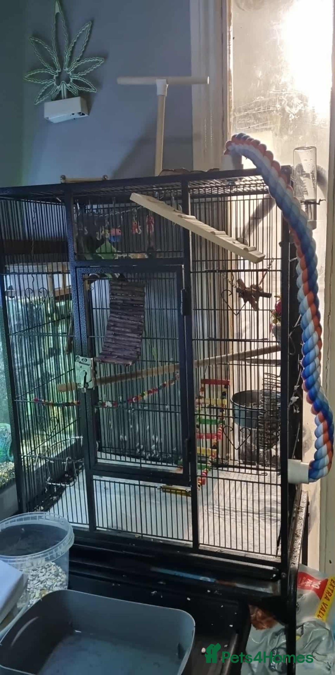 Parrots birds for sale: alexandrine parrot  - Advert 3