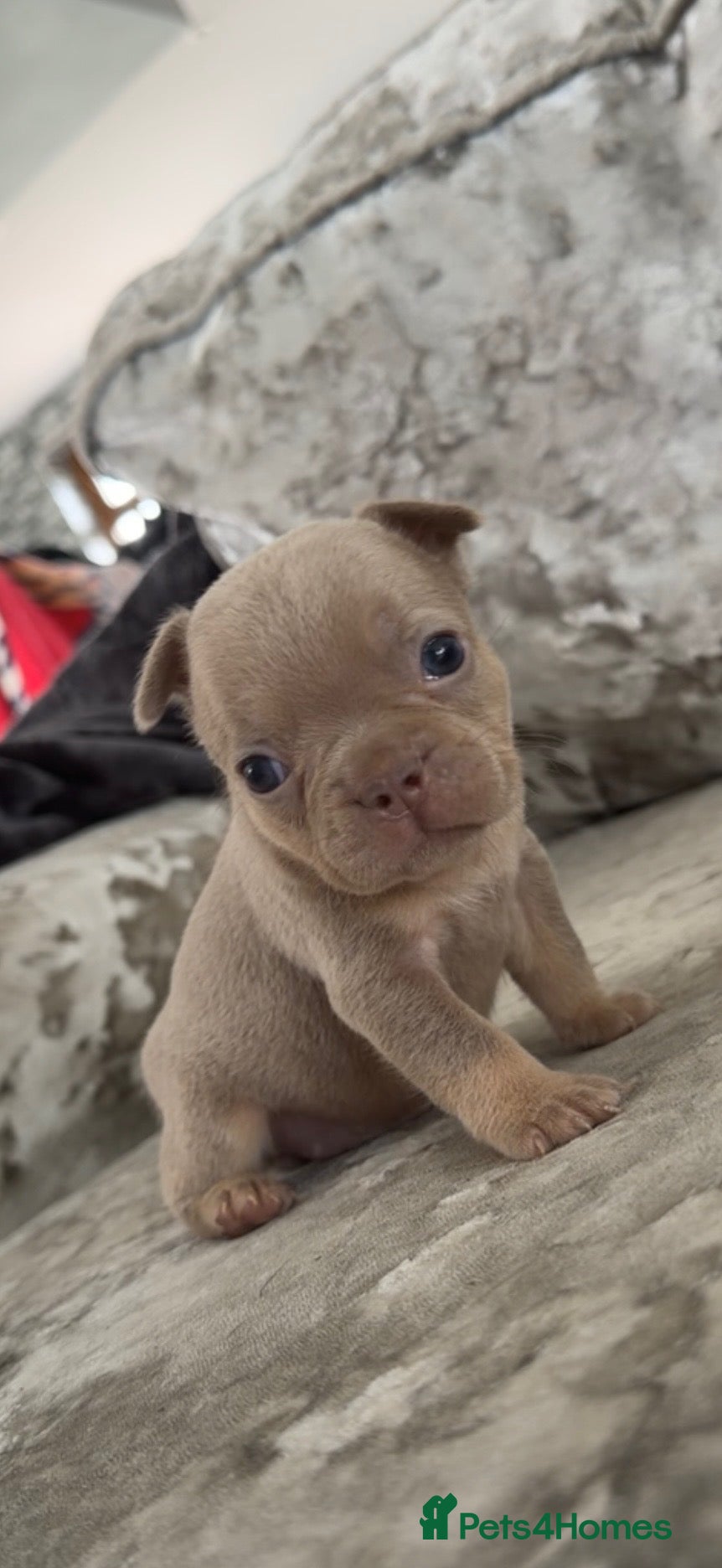 French Bulldog dogs Beautiful French Bulldog Puppies  - Advert 12