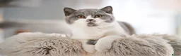 British Shorthair cats for sale: GCCF and TICA Registered -Show Quality BSH. - Advert 5