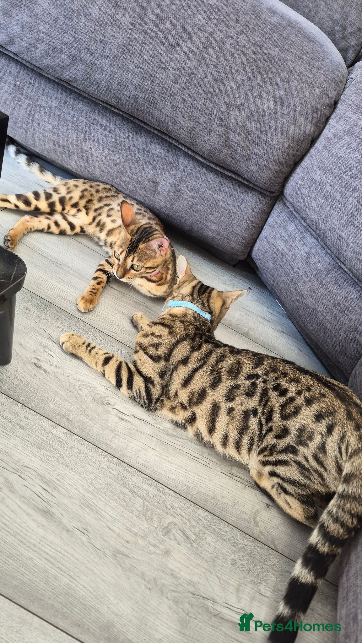 Bengal cats 🐆 Bengal Cat Pair Looking for a Loving Home 🐆 - Advert 2