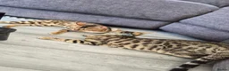 Bengal cats for sale: 🐆 Bengal Cat Pair Looking for a Loving Home 🐆 - Advert 1