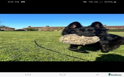 German Shepherd dogs for sale: Gorgeous KC registered German Shepard  - Image 2