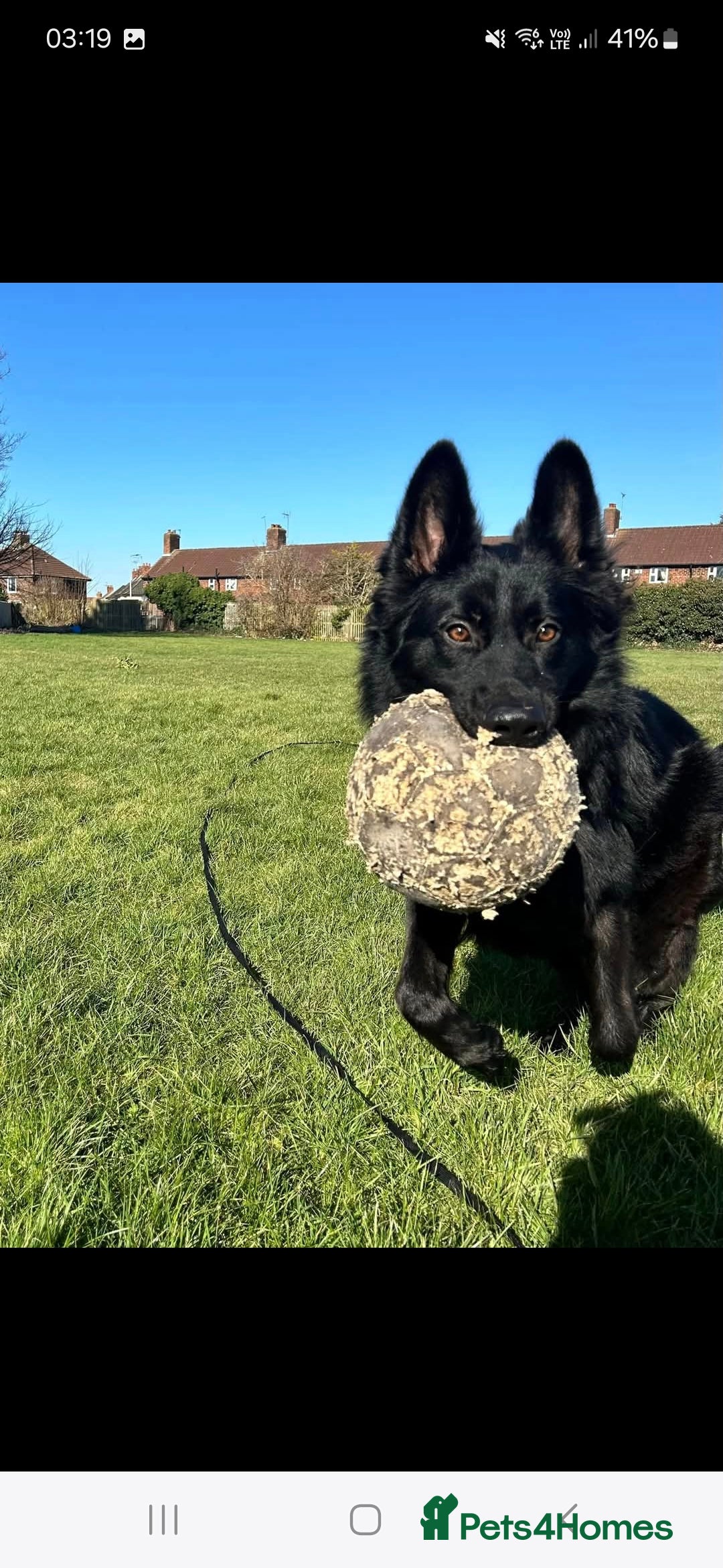 German Shepherd dogs for sale: Gorgeous KC registered German Shepard  - Image 2
