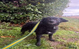 Mixed Breed dogs for adoption: Dagry - Norwich Norfolk  - Advert 17