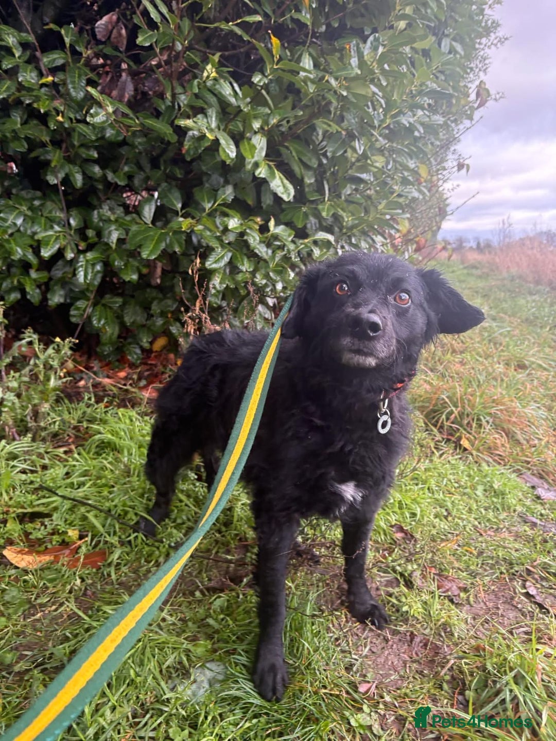 Mixed Breed dogs for adoption: Dagry - Norwich Norfolk  - Advert 17