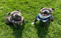 Staffordshire Bull Terrier dogs for sale: Blue Staffordshire bullterriers - Image 1