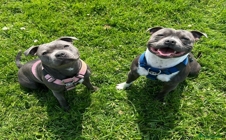 Staffordshire Bull Terrier dogs - Advert 4