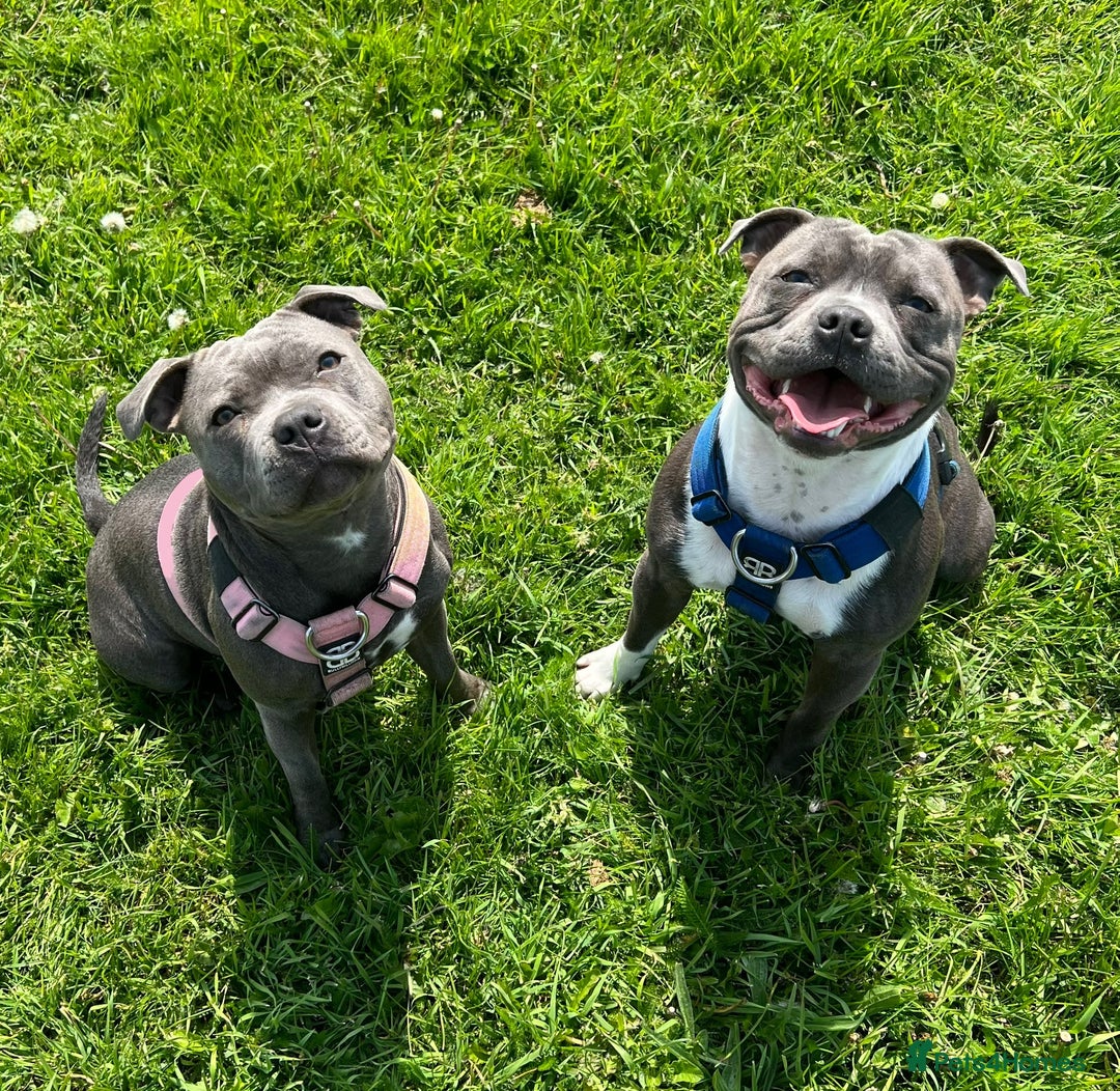 Staffordshire Bull Terrier dogs for sale: Blue Staffordshire bullterriers - Image 1