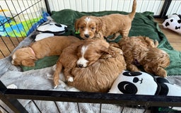 Cockapoo dogs for sale: gorgeous litter of Cockapoo puppies 🐶  - Image 6