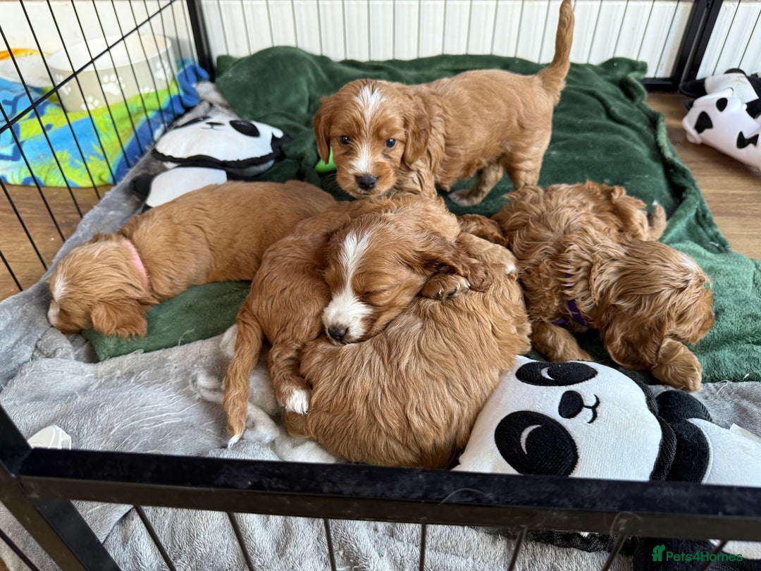 Cockapoo dogs for sale: gorgeous litter of Cockapoo puppies 🐶  - Image 6