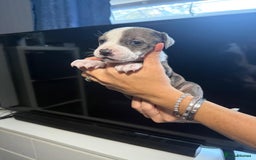 Staffordshire Bull Terrier dogs for sale: Staffordshire bull terrier puppy’s  - Image 6