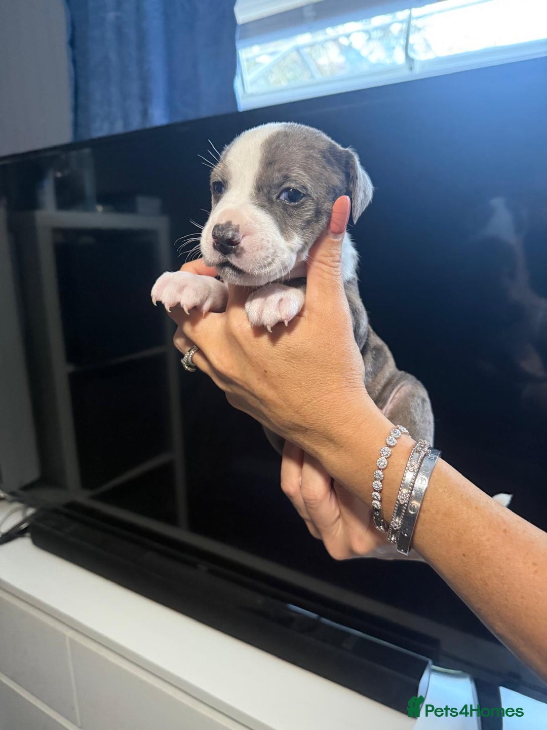 Staffordshire Bull Terrier dogs for sale: Staffordshire bull terrier puppy’s  - Image 6