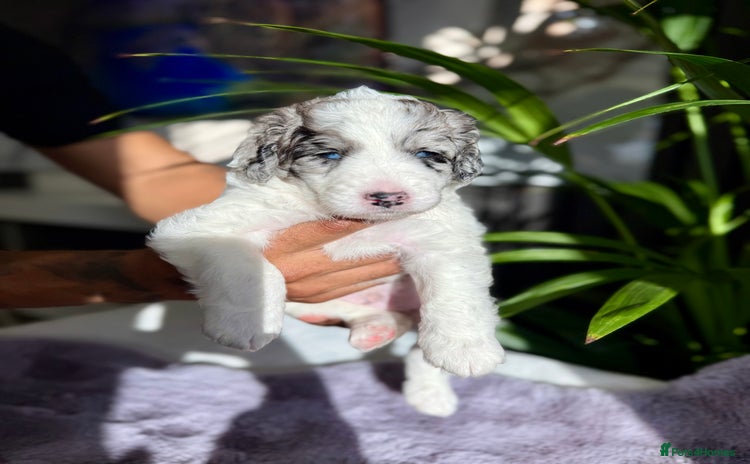 Bernedoodle dogs - Advert 1