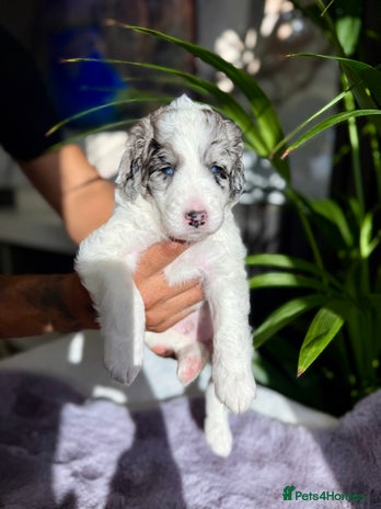 Bernedoodle dogs - Advert 1