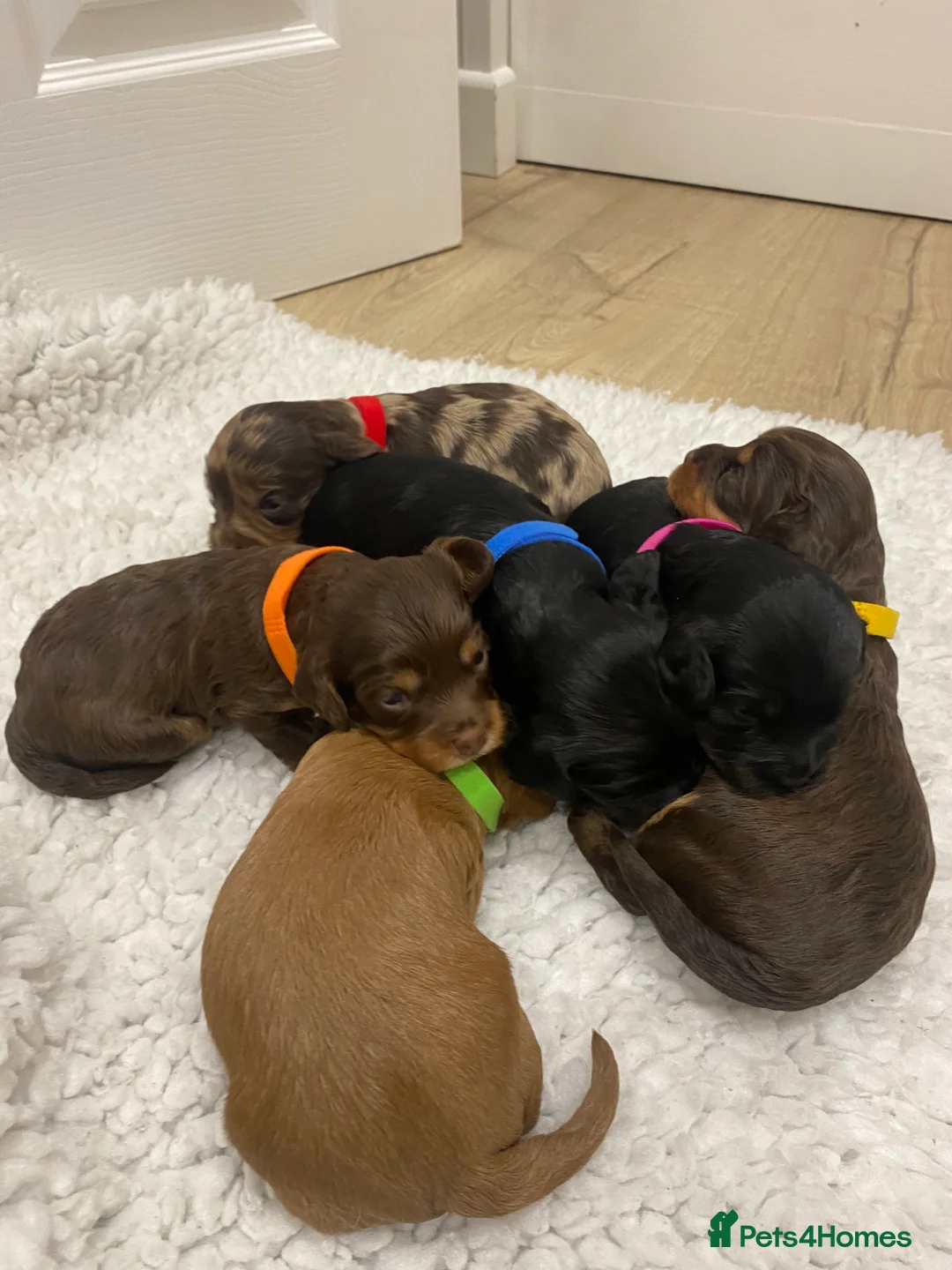 Cavapoo dogs for sale: LAST FEMALE - F1 Cavapoo - Parents DNA Tested  - Advert 7