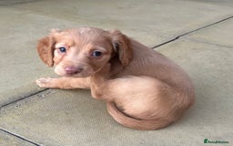 Cocker Spaniel dogs for sale: Out standing  Health tested working cockers  - Image 6