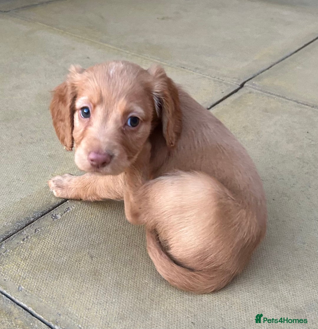 Cocker Spaniel dogs for sale: Out standing  Health tested working cockers  - Image 6