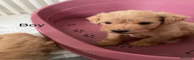 Schnoodle 1