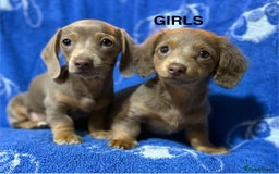 Dachshund dogs for sale: Dachshunds  - Image 12