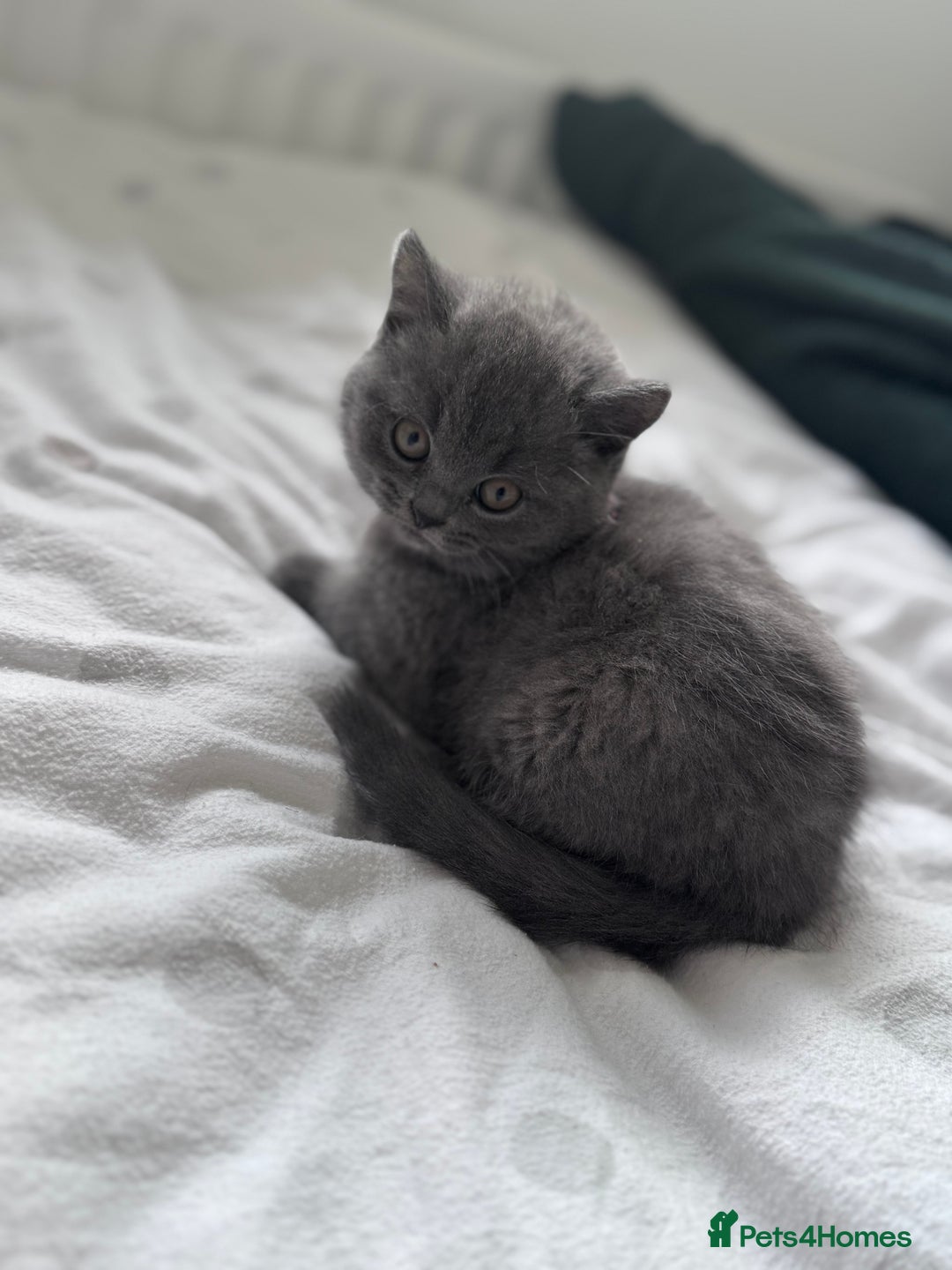 British Shorthair cats for sale: British shorthair kittens 🐈‍⬛ - Advert 32