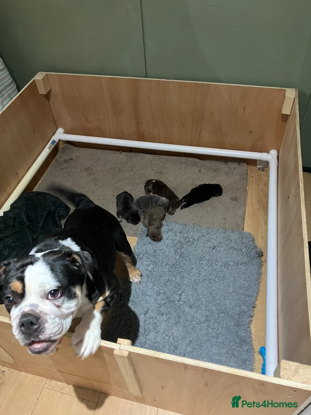 Olde English Bulldogge dogs for sale: Bulldog puppies in Wellingborough - Advert 1