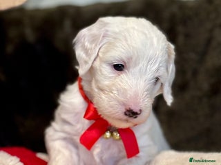 Australian Labradoodle dogs Exceptionally bred for Health! Temperament! Looks! - Advert 2