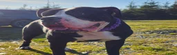 American Bulldog dogs for stud: Alphaba American Bulldog Bitch For Stud  in Denbigh - Advert 2