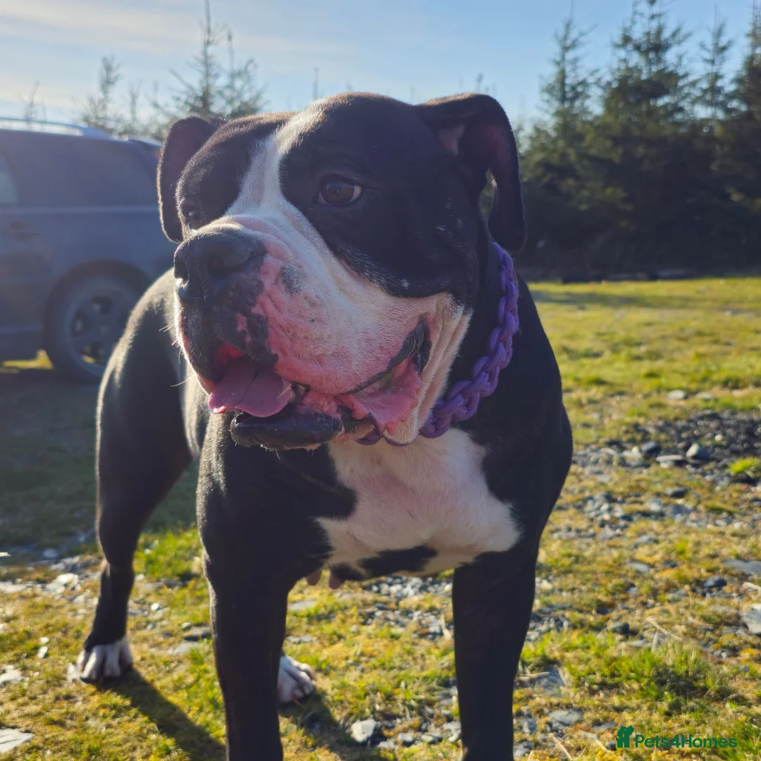 American Bulldog dogs for stud: Alphaba American Bulldog Bitch For Stud  in Denbigh - Advert 2