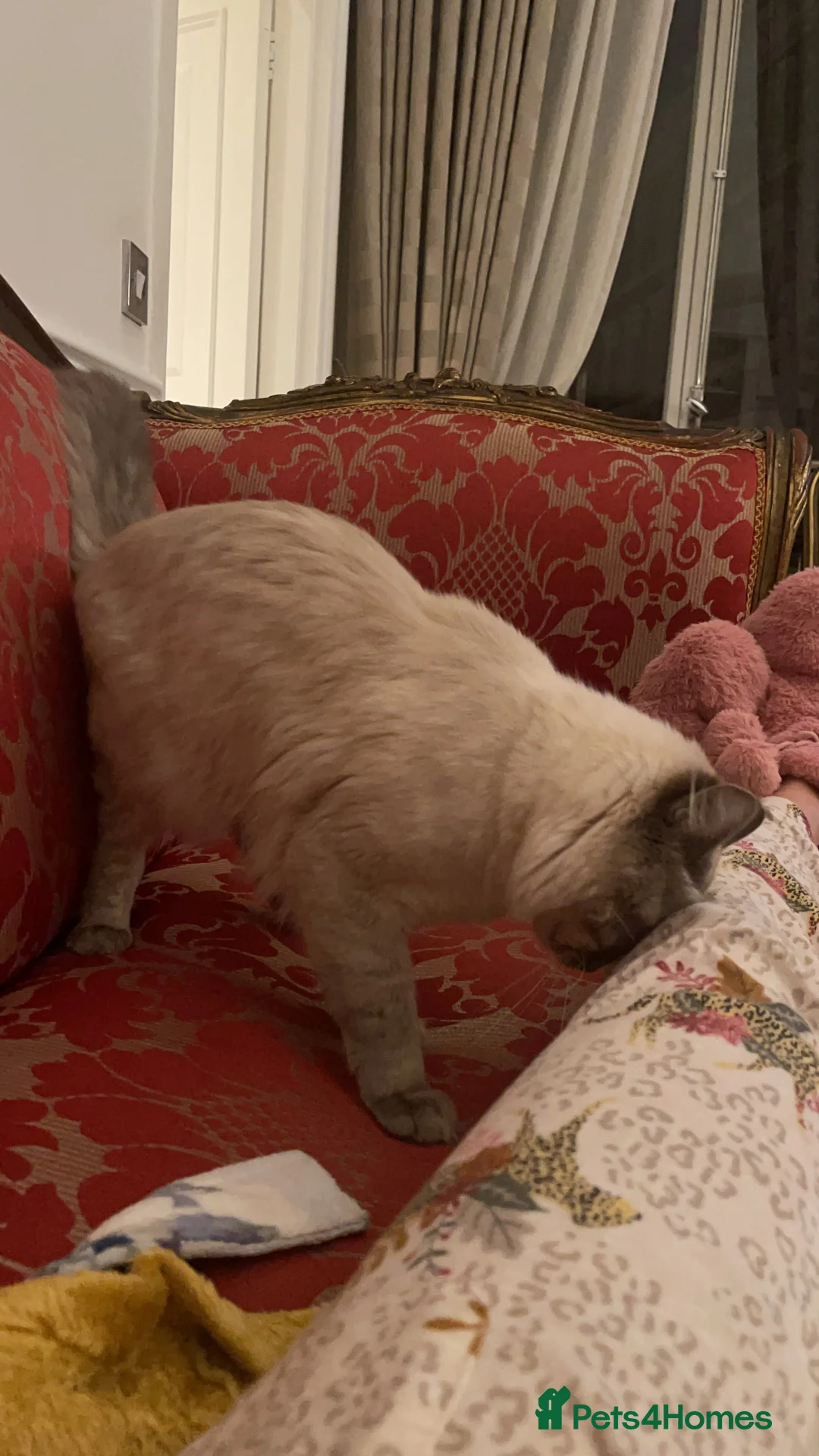 Ragdoll cats for stud: STUNNING PURE RAGDOLL - Advert 4