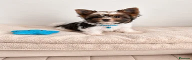 Yorkshire Terrier 1