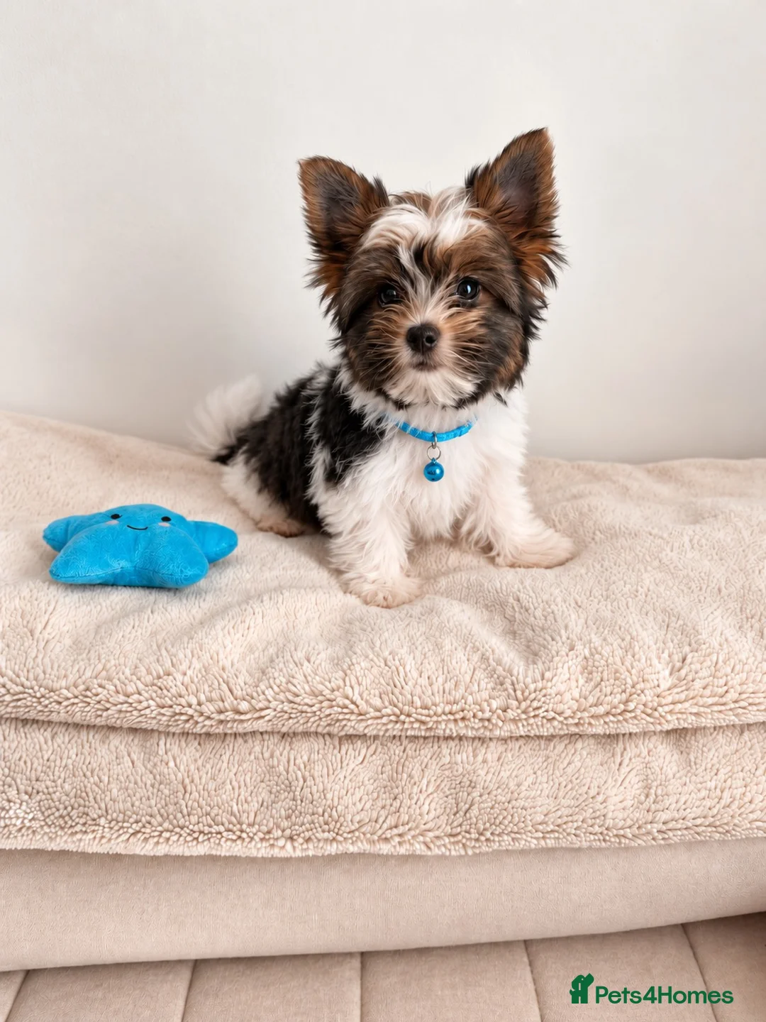 Yorkshire Terrier dogs for sale: Beautiful Small Biewer Yorkie Terrier Boy/ReadyNow - Advert 18
