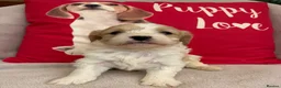 Cavachon dogs for sale: Cavashon puppies  - Advert 9