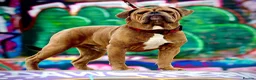 Olde English Bulldogge dogs for stud: Olde english bulldog for stud - Advert 3
