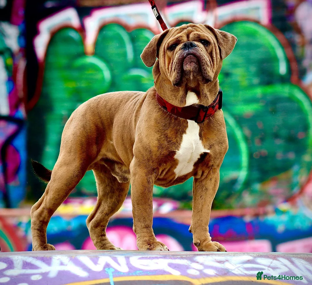 Olde English Bulldogge dogs for stud: Olde english bulldog for stud - Advert 3