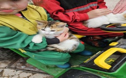 Mixed Breed cats for sale: Beautiful kittens for sale - Image 9