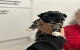 Lhasa Apso dogs for sale: Lhasa apso puppies  - Image 3