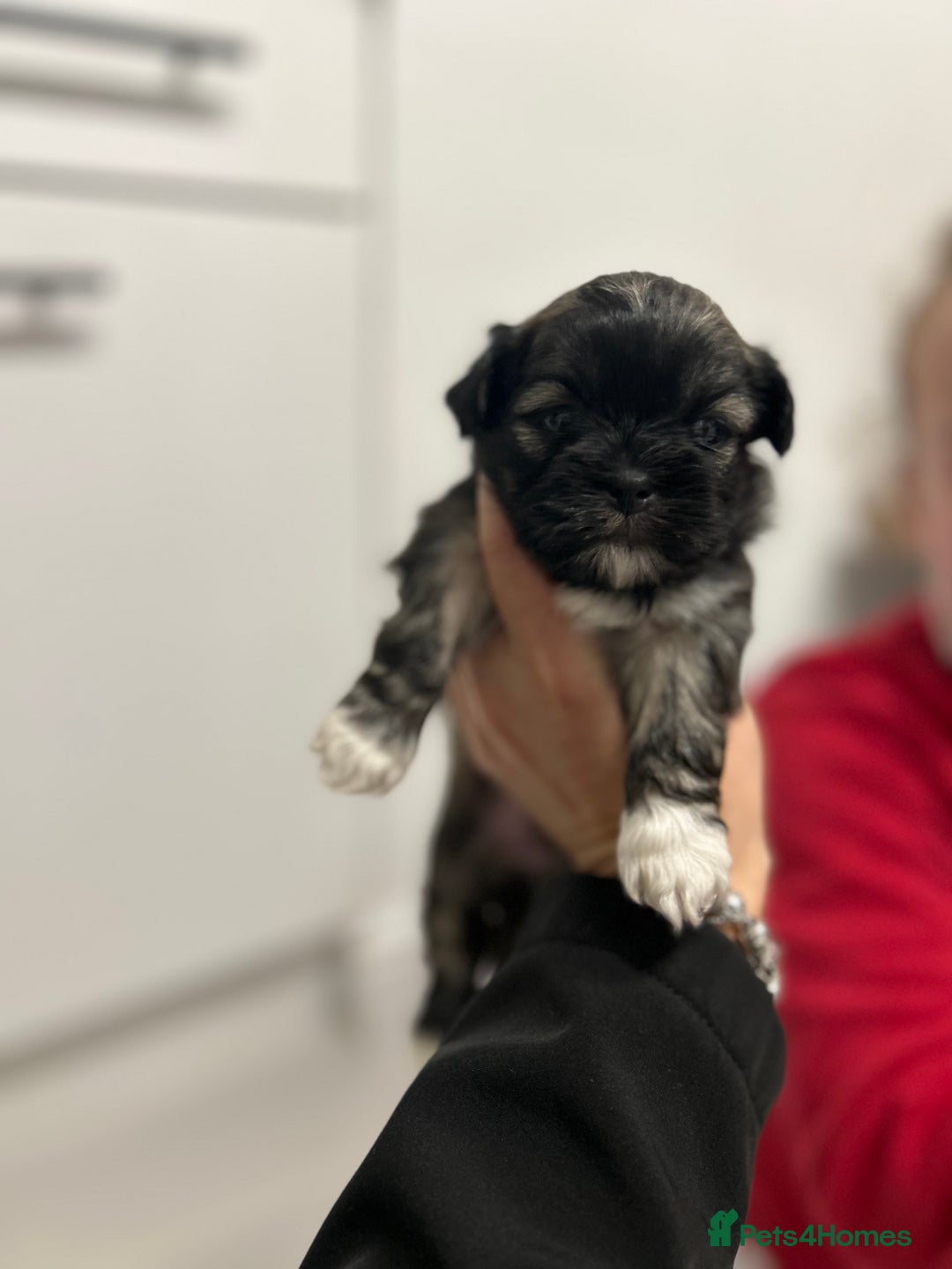 Lhasa Apso dogs for sale: Lhasa apso puppies  - Image 3