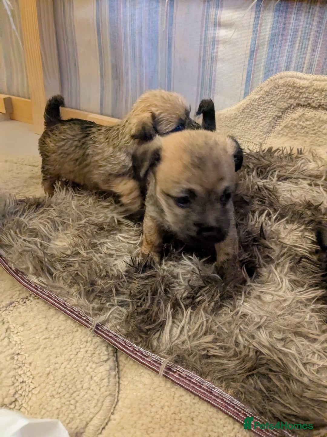 Mixed Breed dogs for sale: Norfolk terrier cross cairn terrier  - Image 10