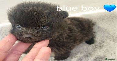 Pomeranian dogs - Advert 33