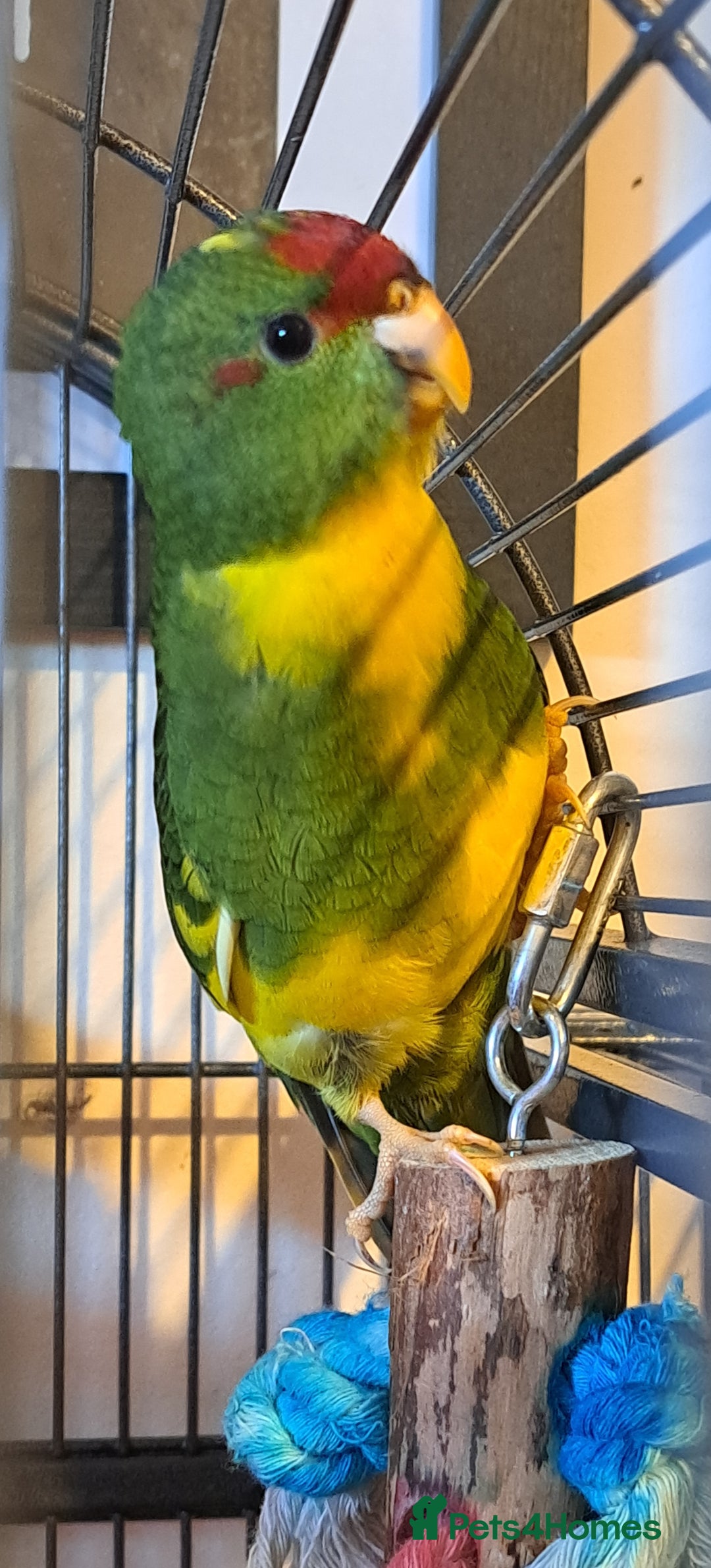 Parakeets birds for sale: Baby kakariki  - Image 16