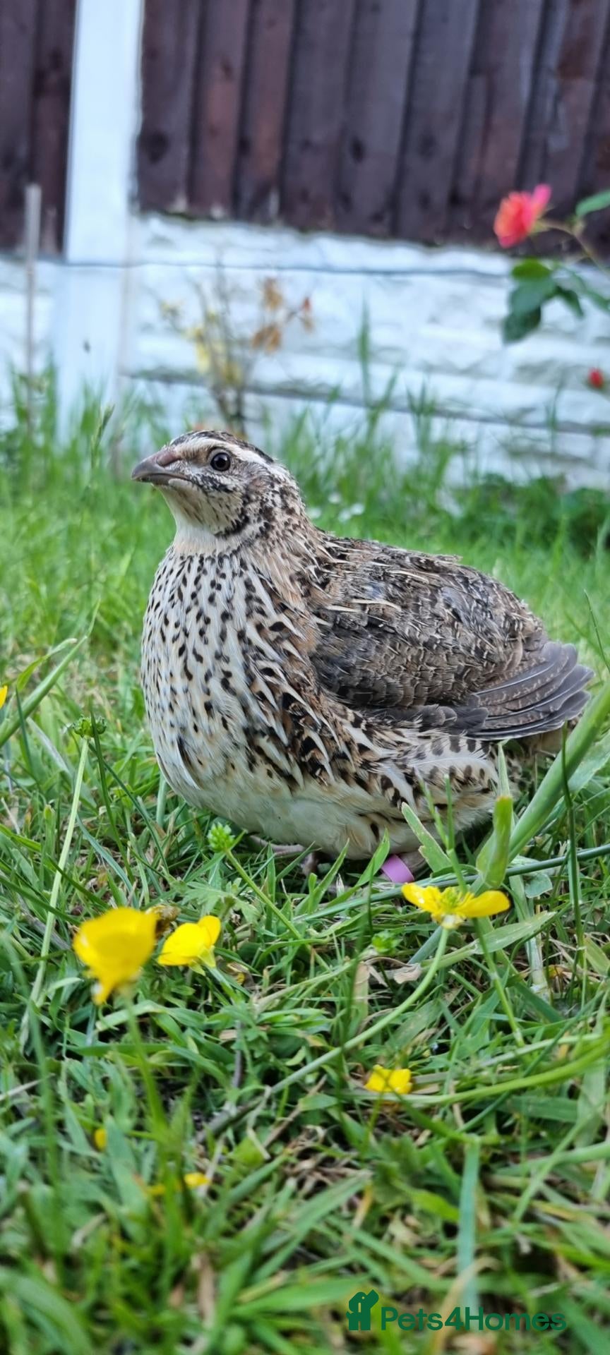 Quail poultry for sale: 🐣 Live Coturnix Jumbo Quail for Sale 🐣 - Advert 2