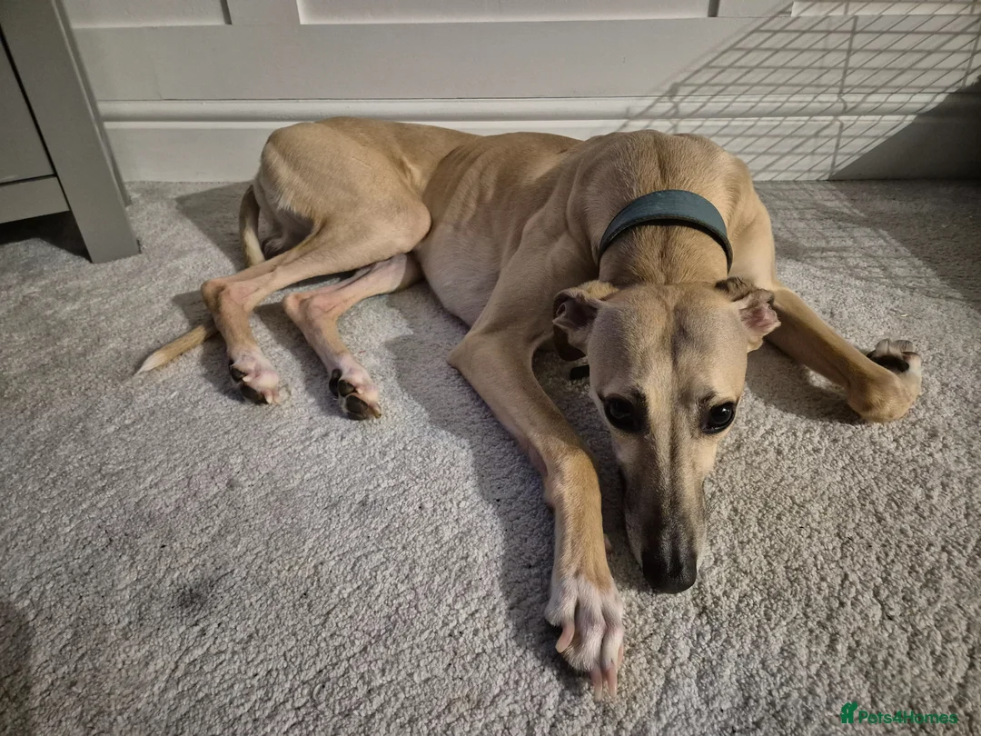 Mixed Breed dogs for sale: Male and female whippet x lurcher  in Southend-on-Sea - Advert 2