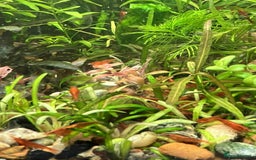 Shrimps fish for sale: freshwater shrimp in assorted colors  - Image 9