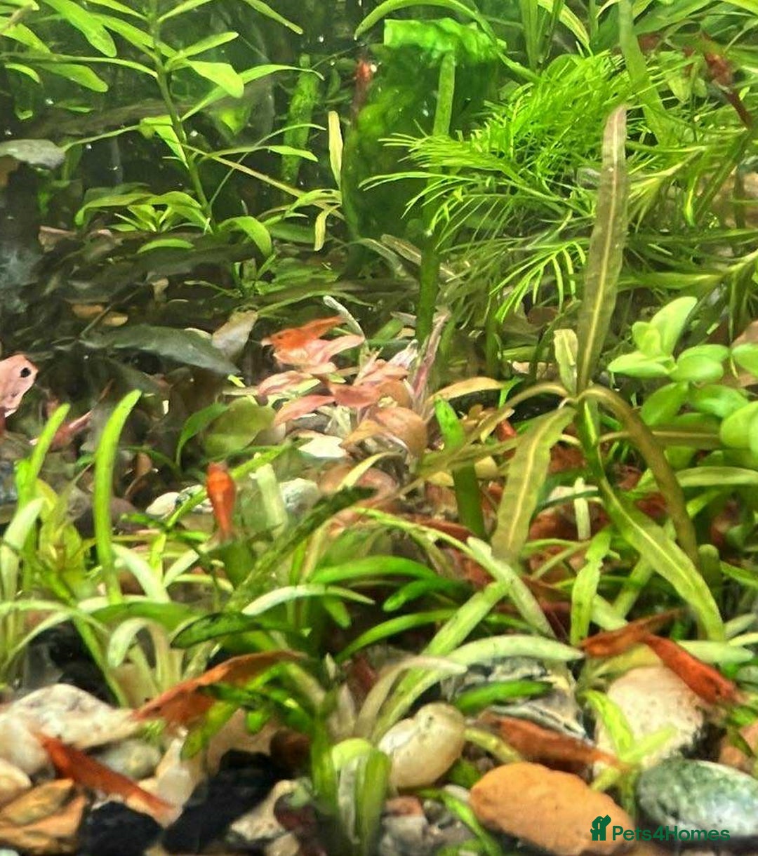 Shrimps fish for sale: freshwater shrimp in assorted colors  - Image 9