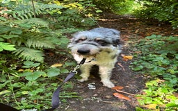 Border Collie dogs for sale: Border collie rehoming  - Image 8