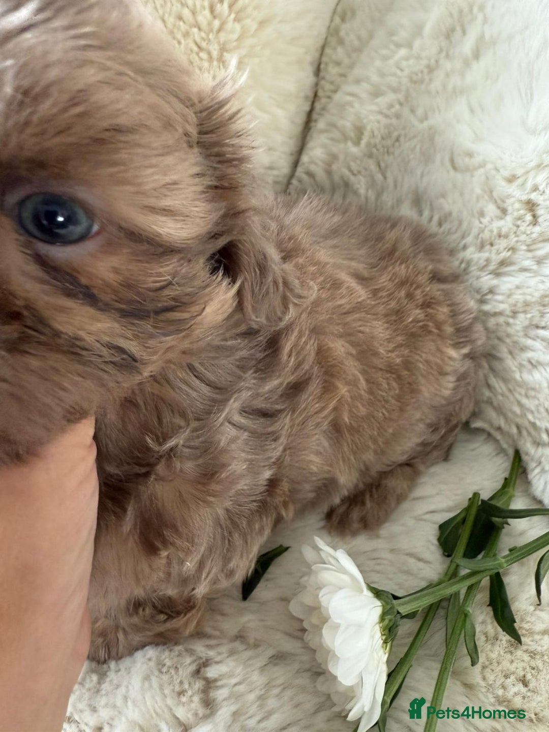 Shih Tzu dogs for sale: Shih Tzu Puppy 2 - Imperial shih tzu pups 2 girls 1 boys  - Image 4