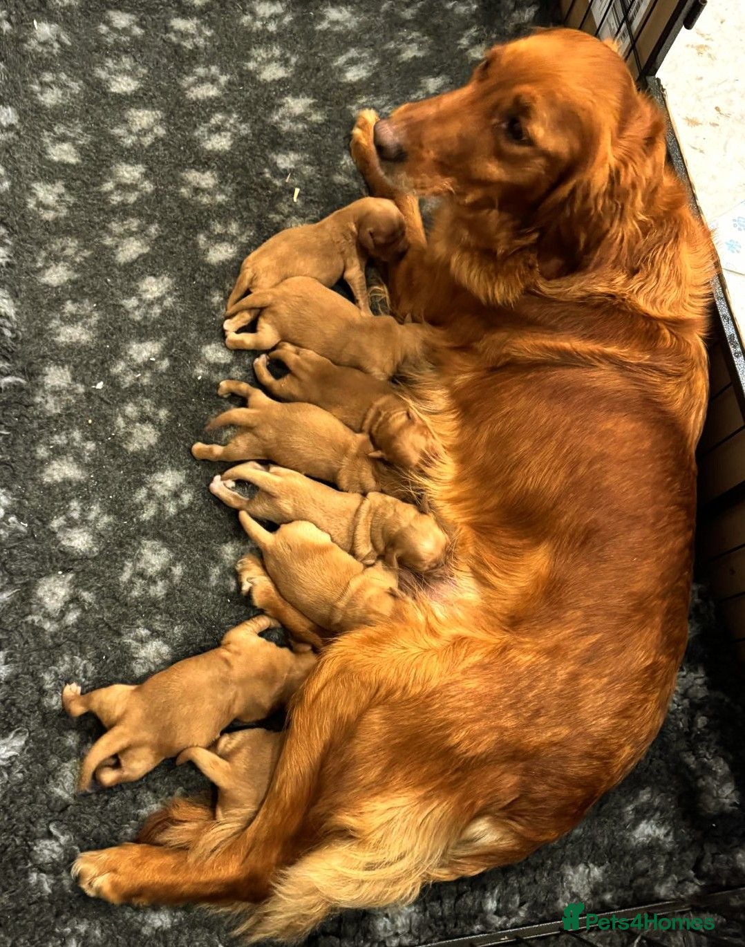 Golden Retriever dogs ⭐ Dark, DNA, KC Reg Golden Retrievers ⭐ - Advert 2