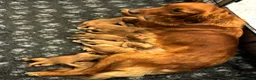 Golden Retriever dogs for sale: ⭐ Dark, DNA, KC Reg Golden Retrievers ⭐ - Advert 2